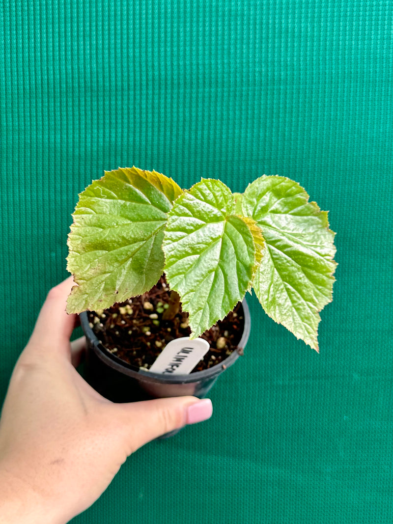 Begonia ‘Ulmifolia’