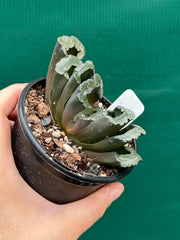 Haworthia truncata dark green NEW