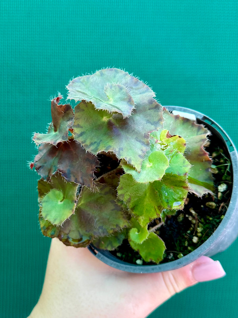 Begonia ‘Copper Crinkle’