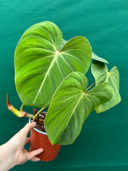 Philodendron ‘Gloriosum’