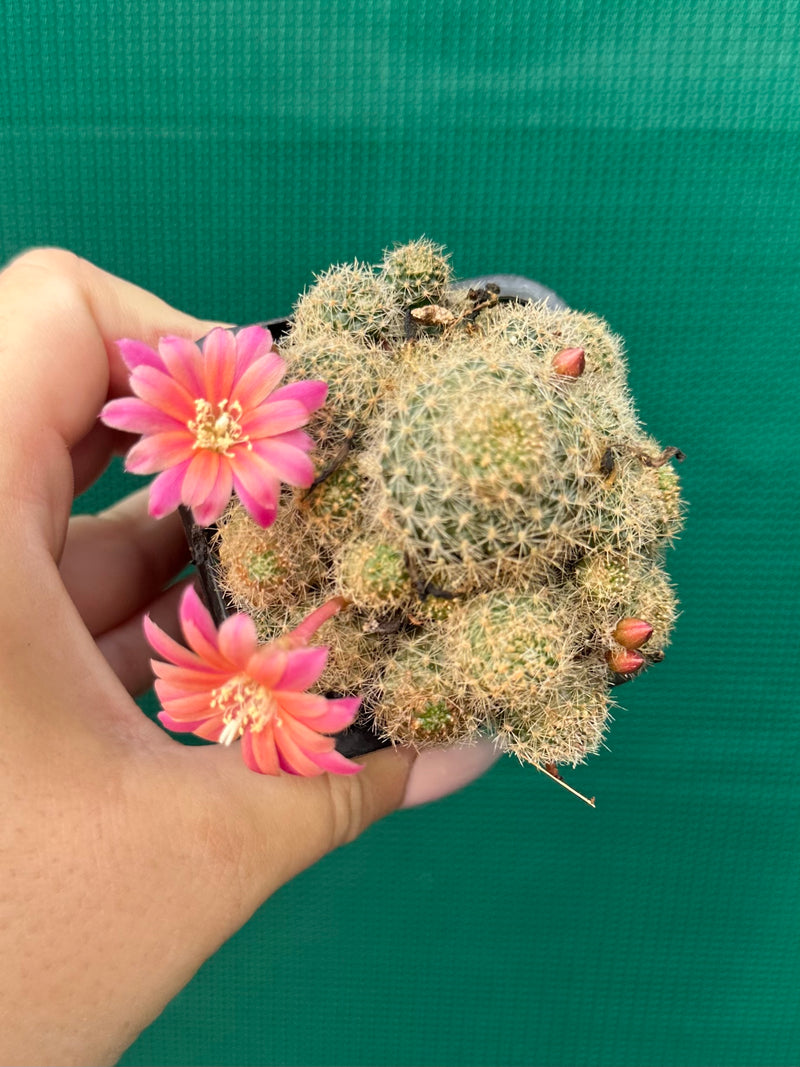 Rebutia pink sensation