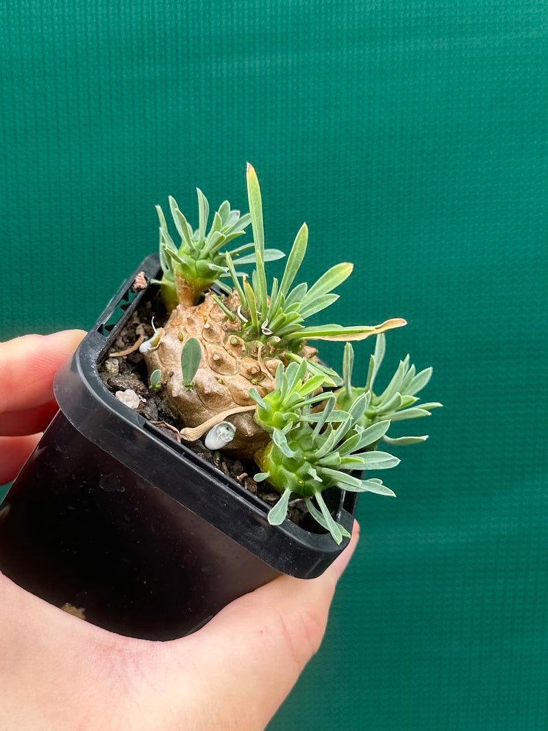 Euphorbia ‘Pineapple Head’ NEW