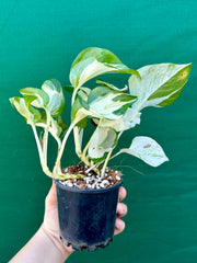 Epipremnum Aureum ‘Manjula