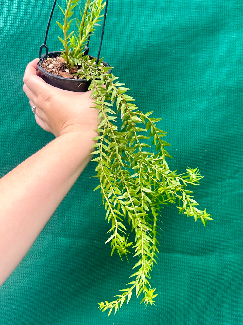 Phlegmariurus Phlegmarioides Fiji Layered Tassel Fern NEW