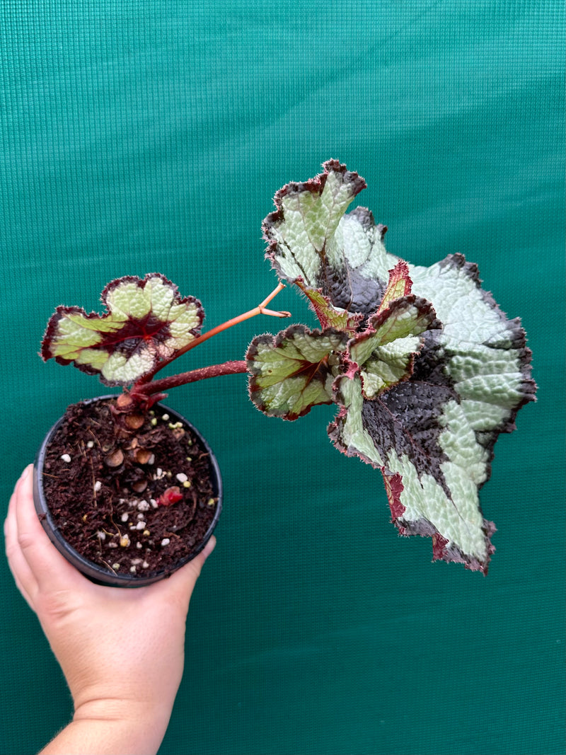 Begonia NOID 60 NEW