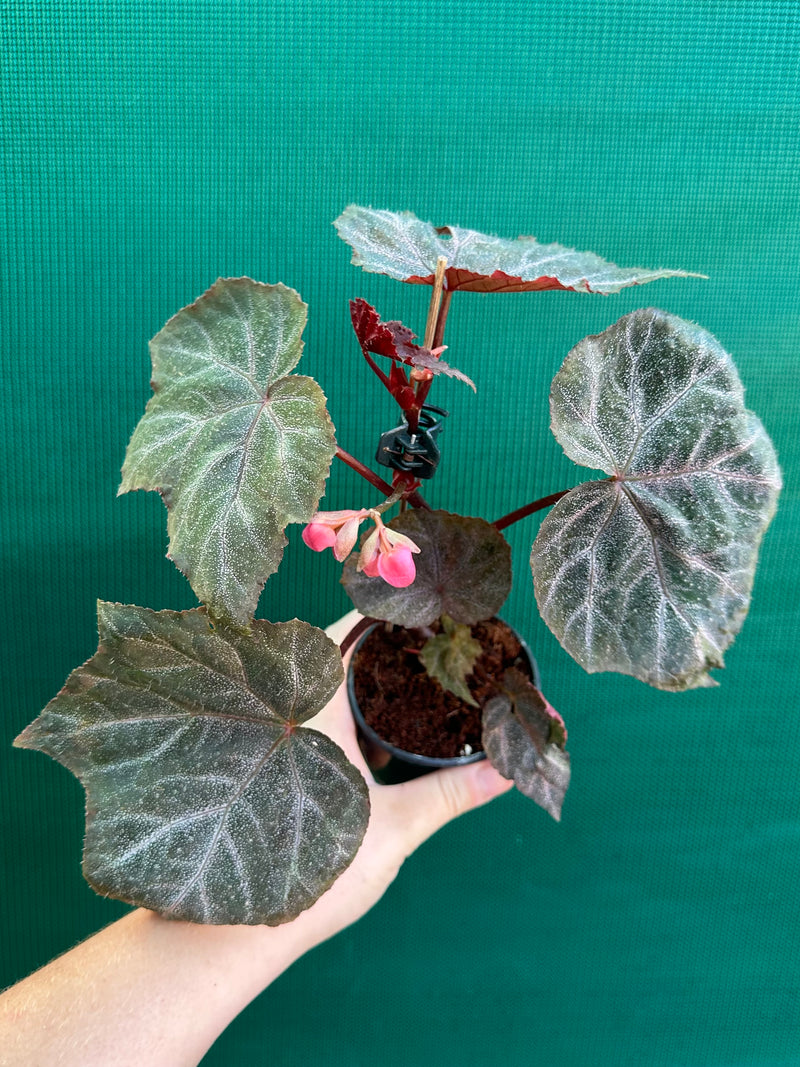 Begonia ‘Robyn’ NEW