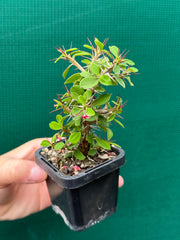 Euphorbia millii ‘Lucky Lady’ NEW