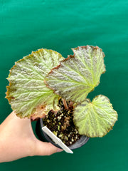 Begonia ‘Blanche’