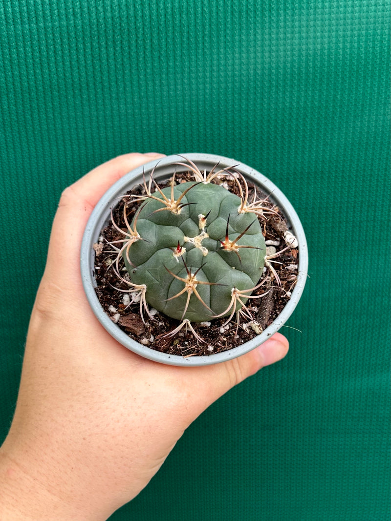 gymnocalycium (assorted)