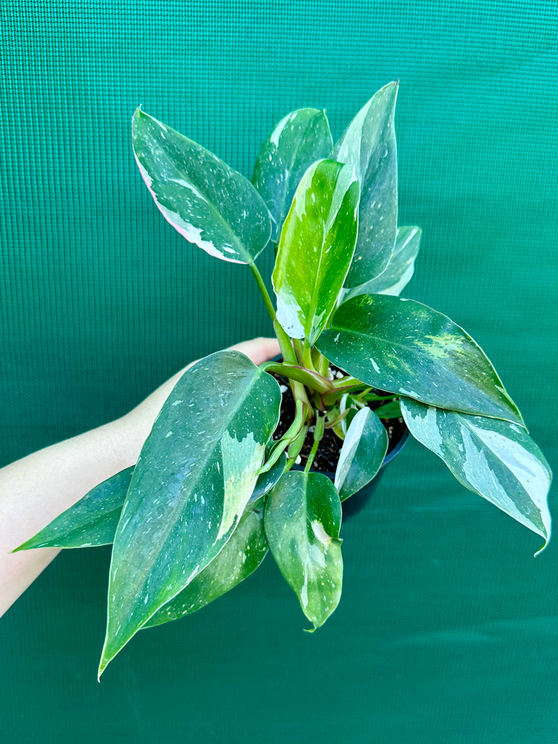 Philodendron ‘White Princess’