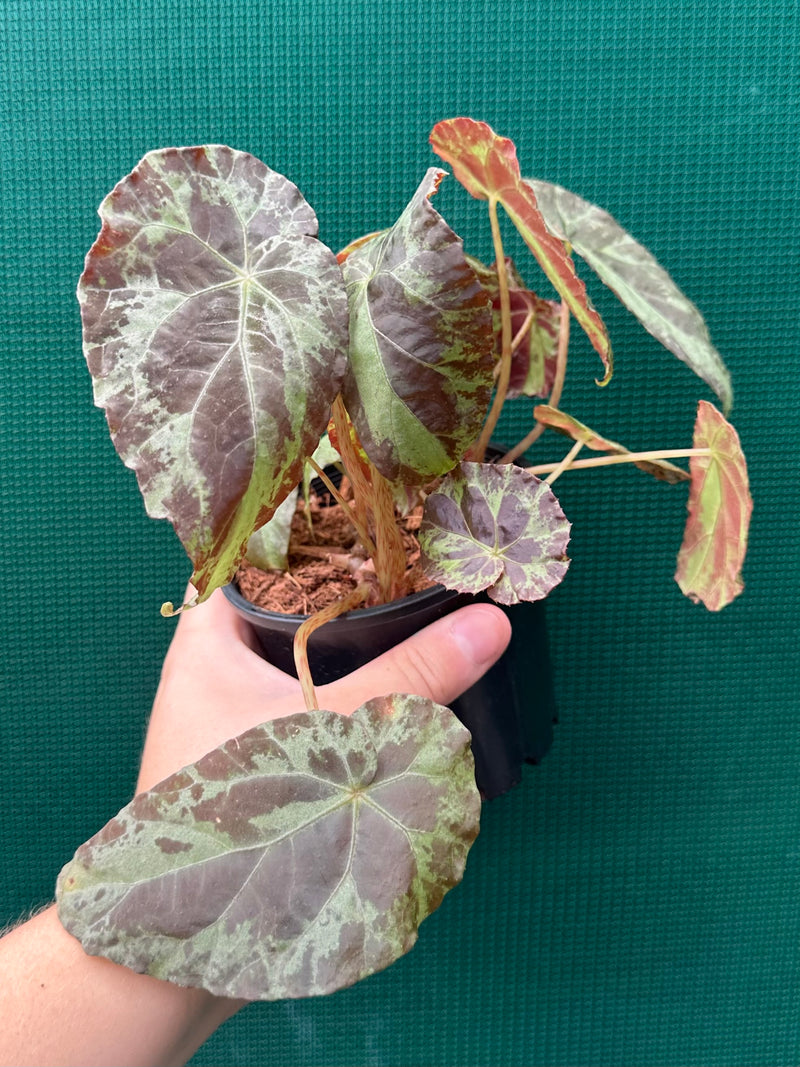 Begonia ‘Burkillii’ NEW