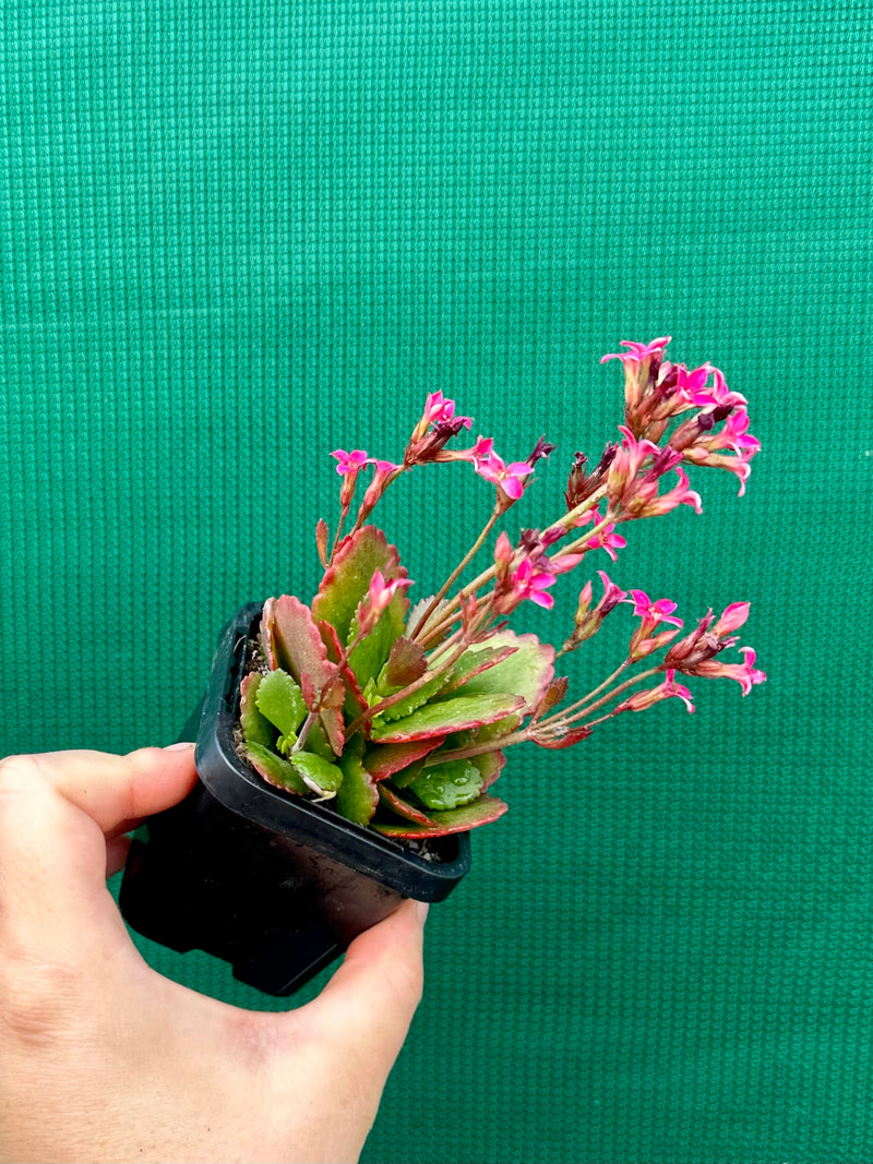 Kalanchoe blossfeldiana NEW