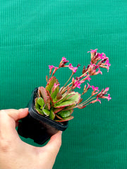 Kalanchoe blossfeldiana NEW