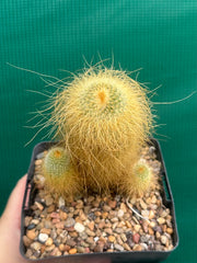 Parodia leninghausii NEW