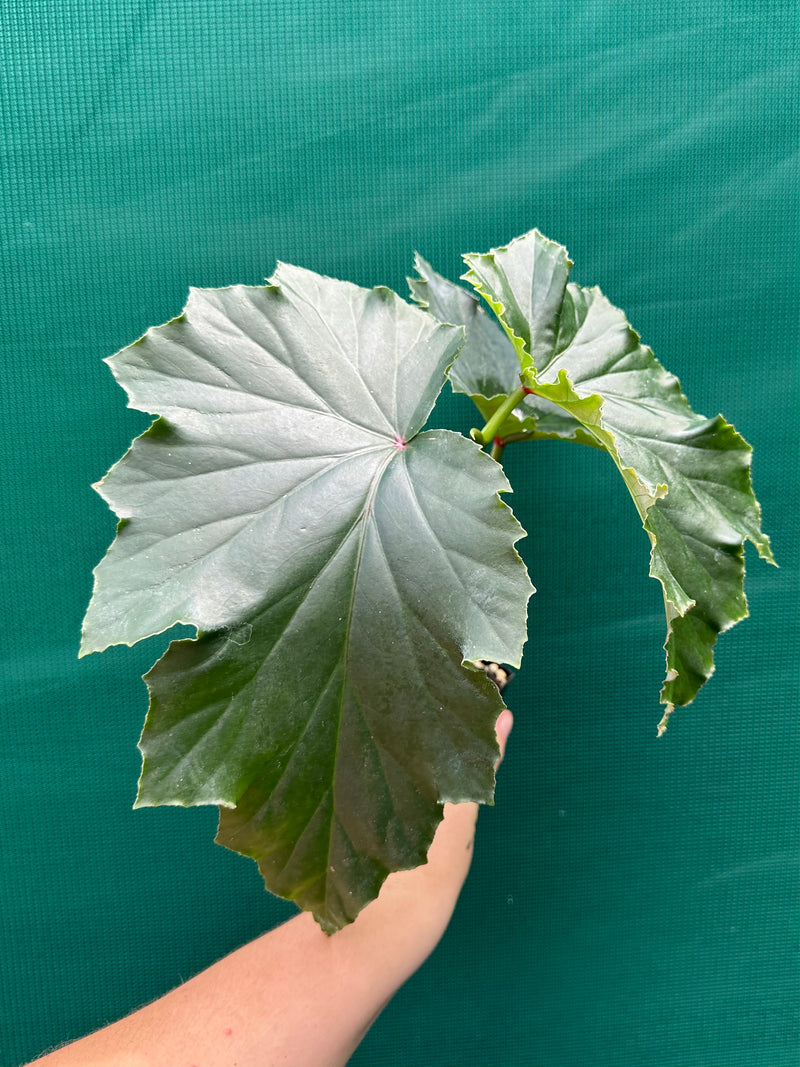 Begonia ‘Irene Nuss’