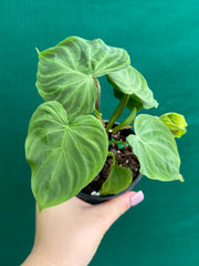 Philodendron Verrucosum