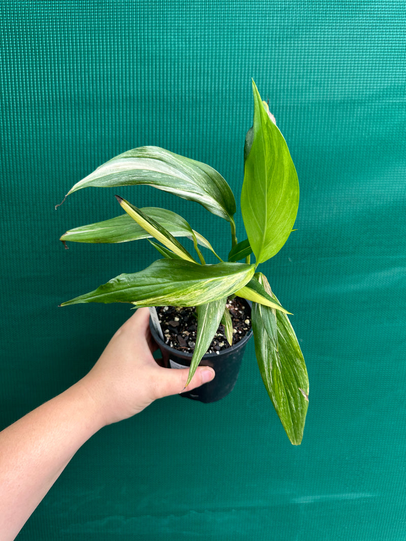 Epipremnum Amplissimum Aurea Variegated