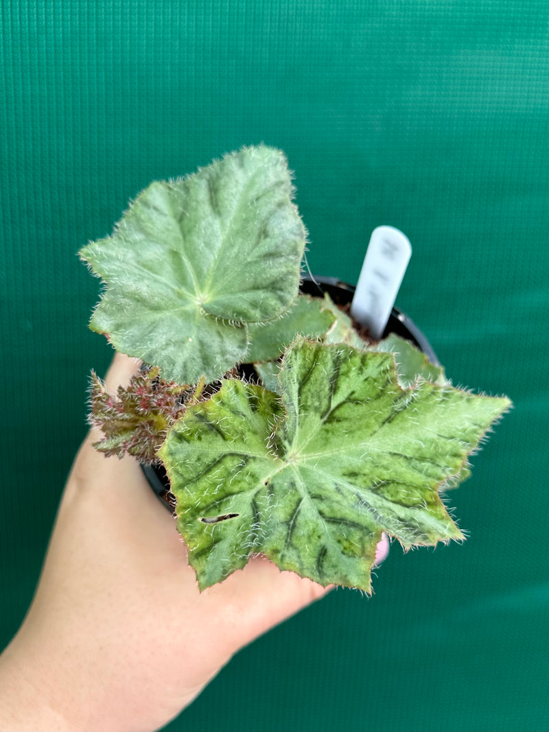 Begonia ‘Norgrove Star’