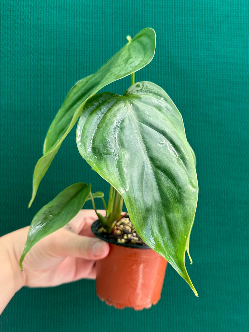 Philodendron ‘Tenue x Plowmanii’