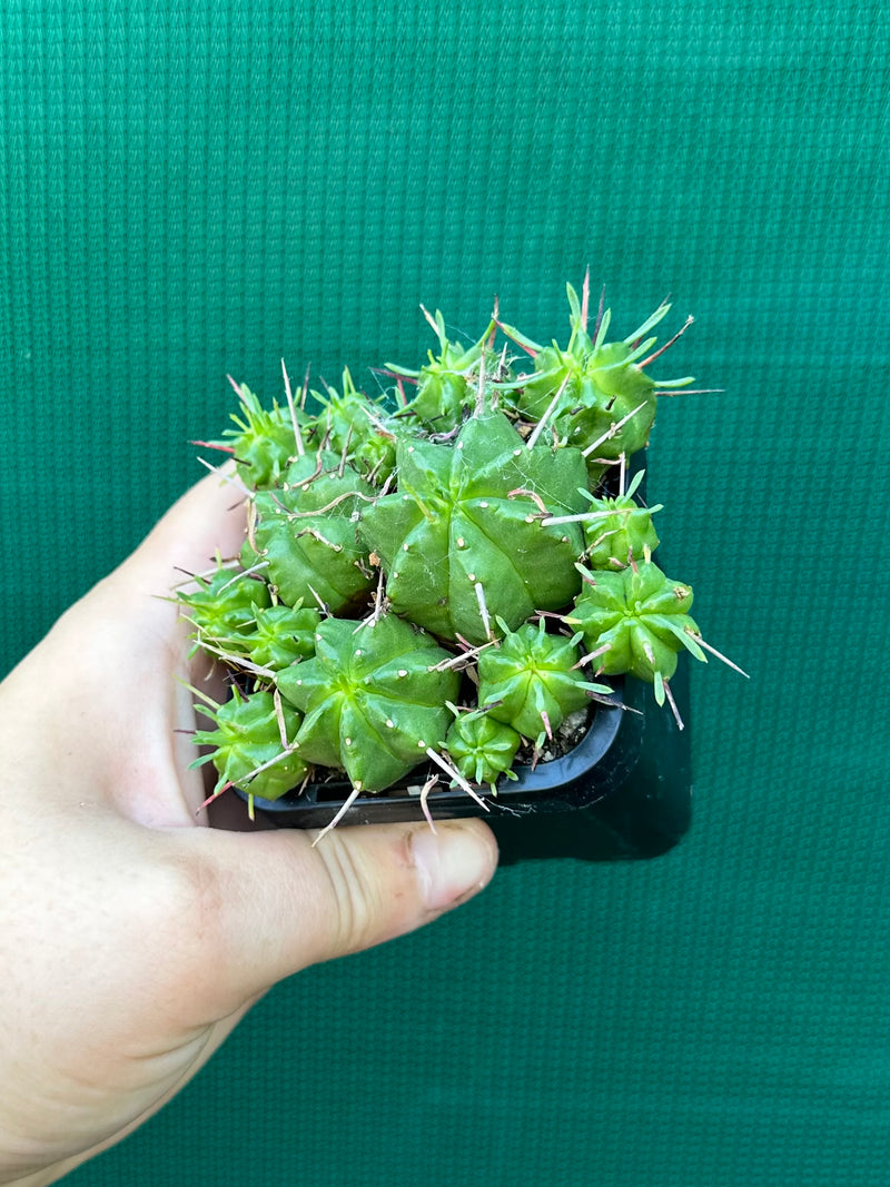 Euphorbia pulvinata