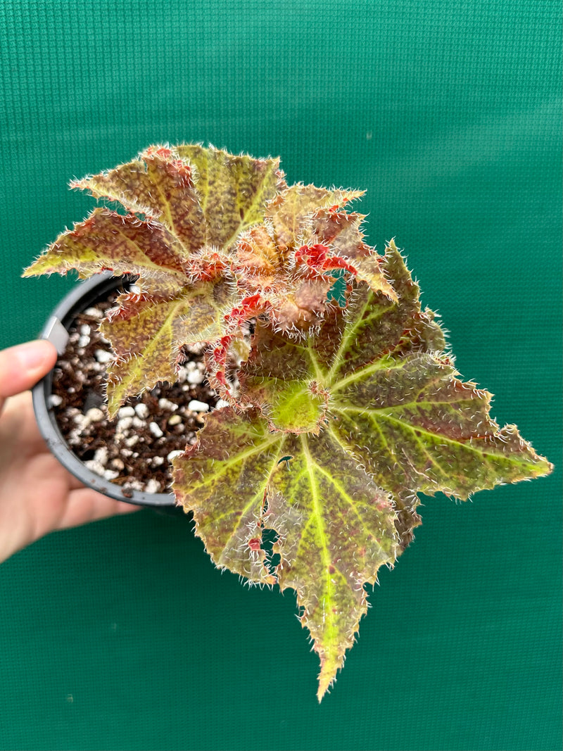 Begonia ‘Amber Lake’