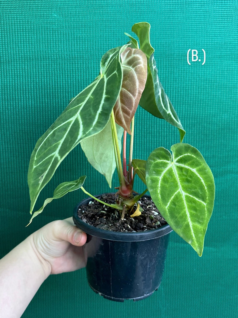 Anthurium Crystallinum x. Regale