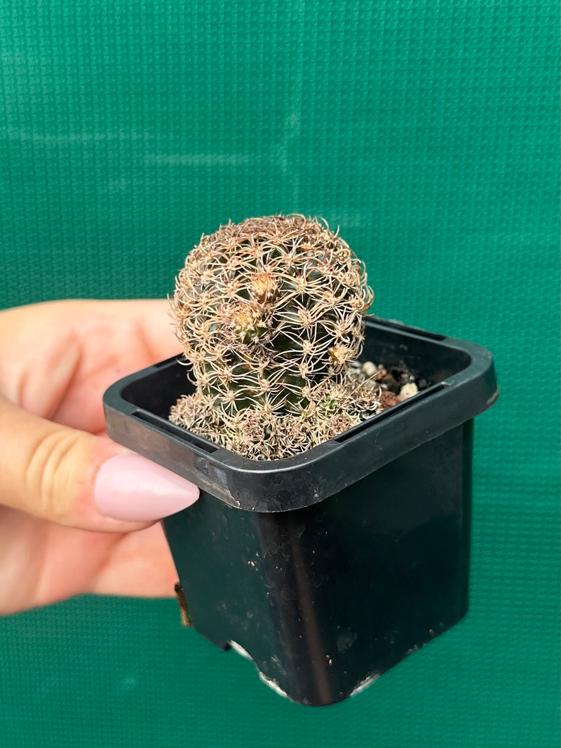 Lobivia schieliana NEW