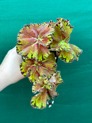 Begonia ‘Russet Queen’