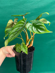 Philodendron Plowmanii ‘Narrow Form’