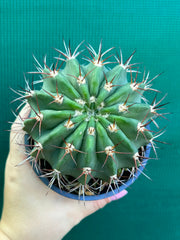 Acanthocalycium violaceum