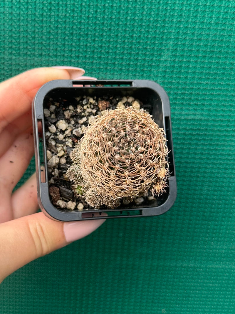 Lobivia schieliana NEW