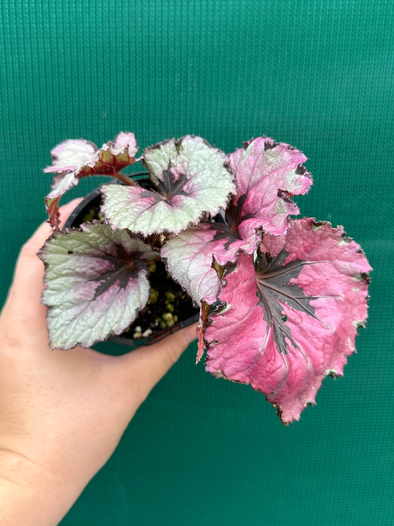 Begonia ‘Kotubuki’