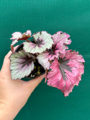 Begonia ‘Kotubuki’