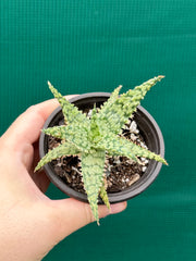 Aloe ‘Fantasy Hybrid’ NEW