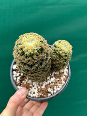 Mammillaria NEW