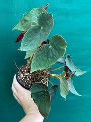 Begonia ubrici (species)