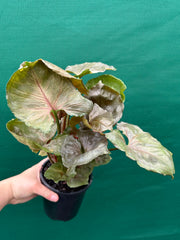 Syngonium 'Strawberry Ice’