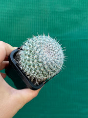 Mammillaria Hahniana