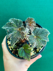 Begonia ‘Velvet Storm’