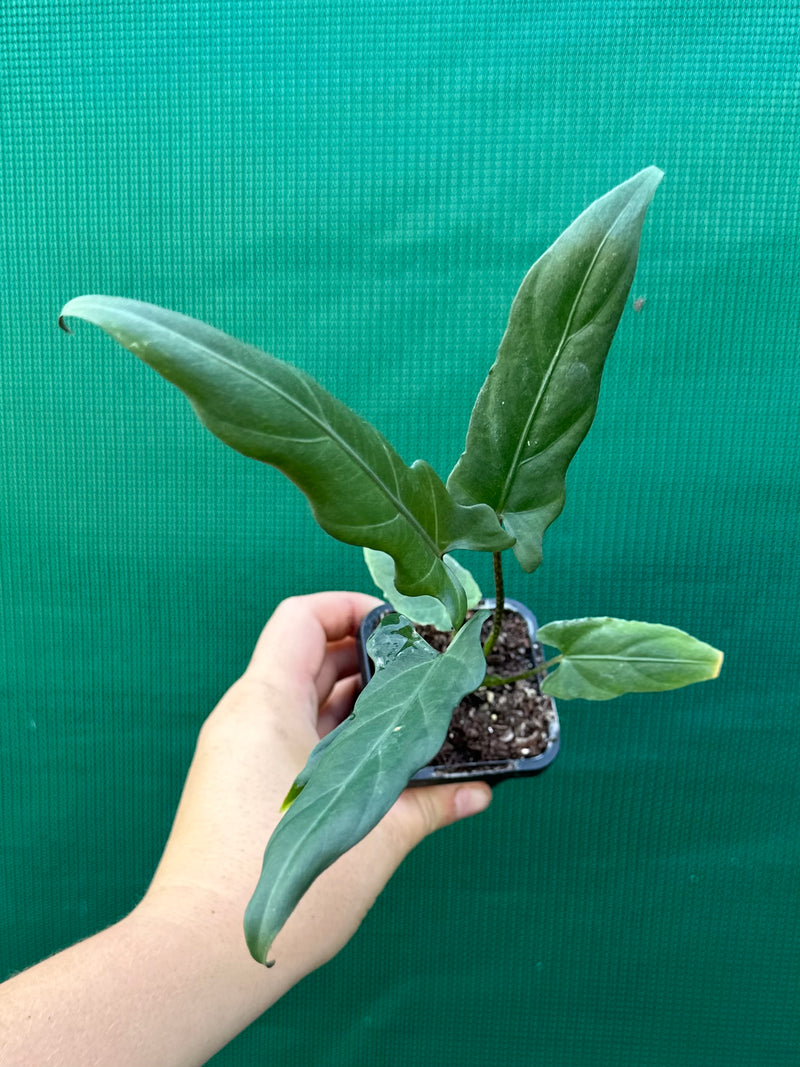 Alocasia ‘Lauterbachiana’ NEW