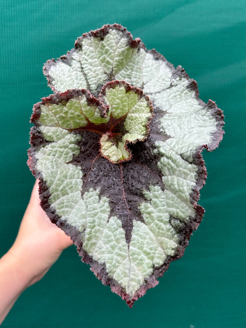 Begonia NOID 60 NEW