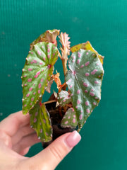 Begonia malachosticta NEW