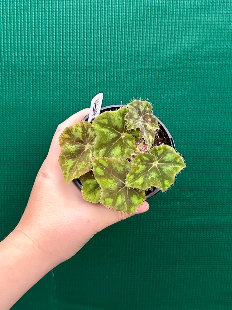 Begonia ‘Olive Margarita’