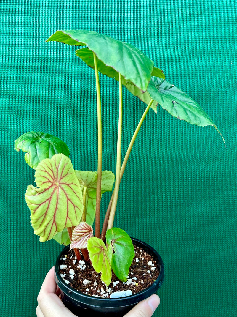 Begonia ‘Nelumbiifolia Rubra’