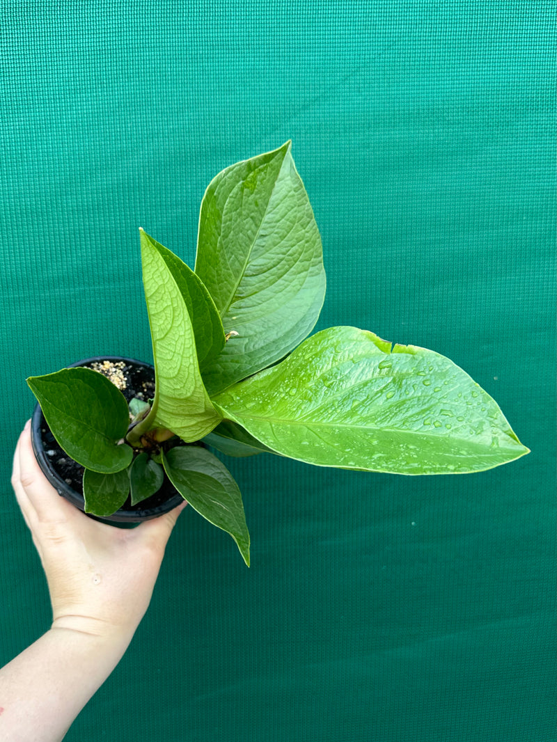 Anthurium Jenmanii