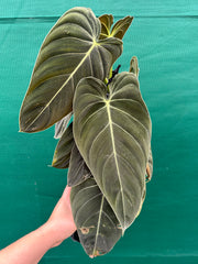 Philodendron Melanochrysum