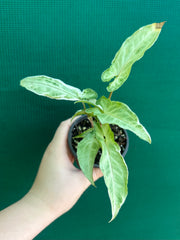 Syngonium ‘Zebrina’