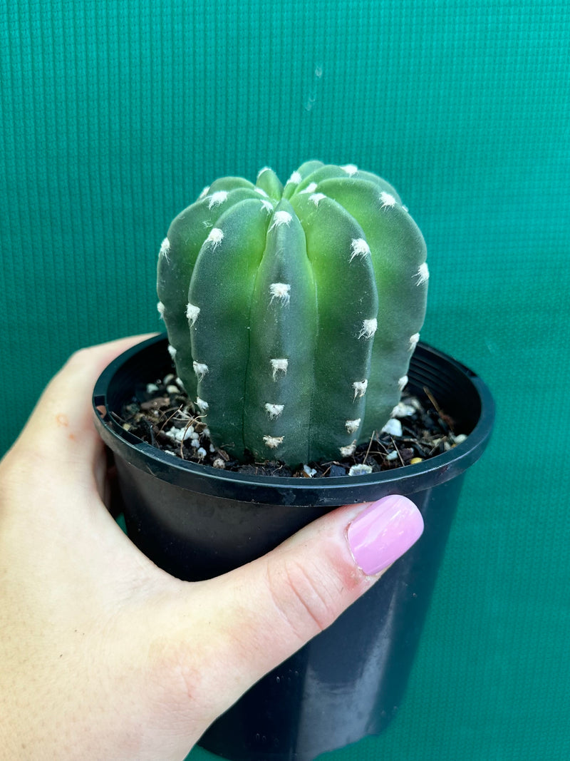 echinopsis denudata