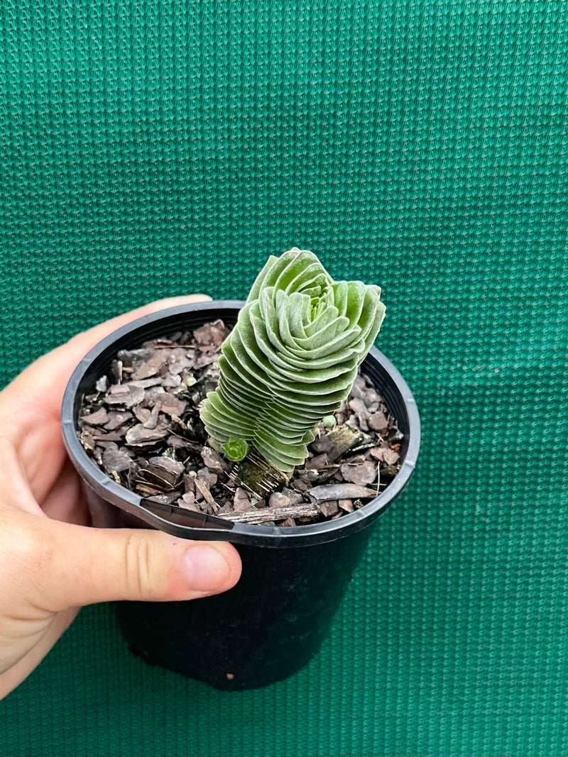 Crassula Buddah’s Temple NEW