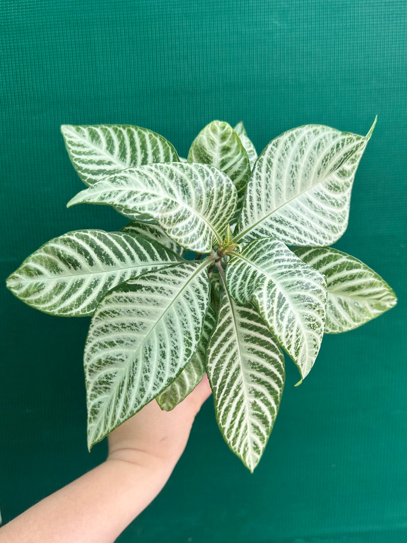 Aphelandra squarrosa 'Snow White'